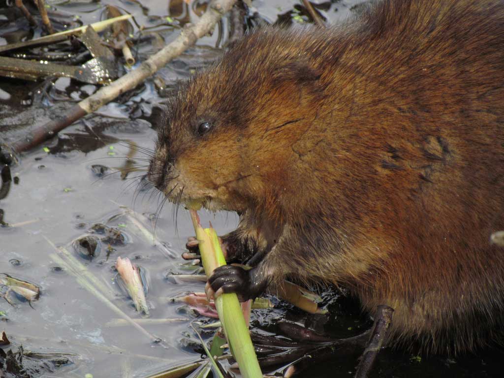 Muskrat Patricia Gonzalez