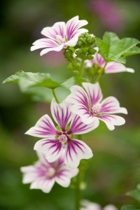 Alcea rosea Simplex hollyhock