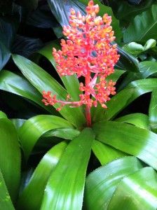 Aechmea 'Burning Bush'