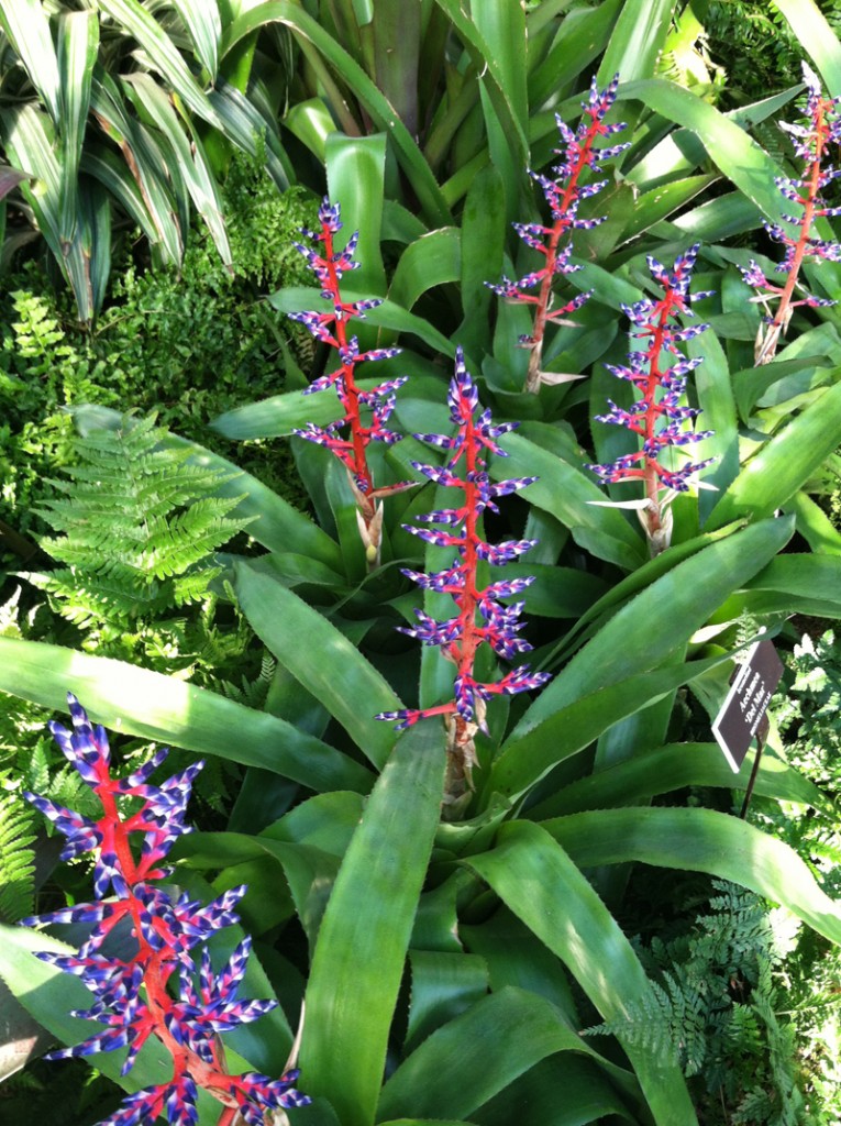 Fine Foliage and Bold Bracts Plant Talk