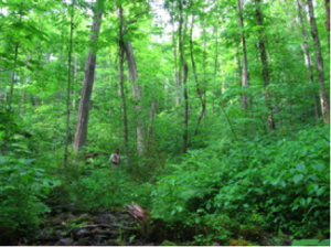 New York Natural Heritage biologist documents biodiversity in a mature beech-maple mesic forest (New York Natural Heritage, 2015)