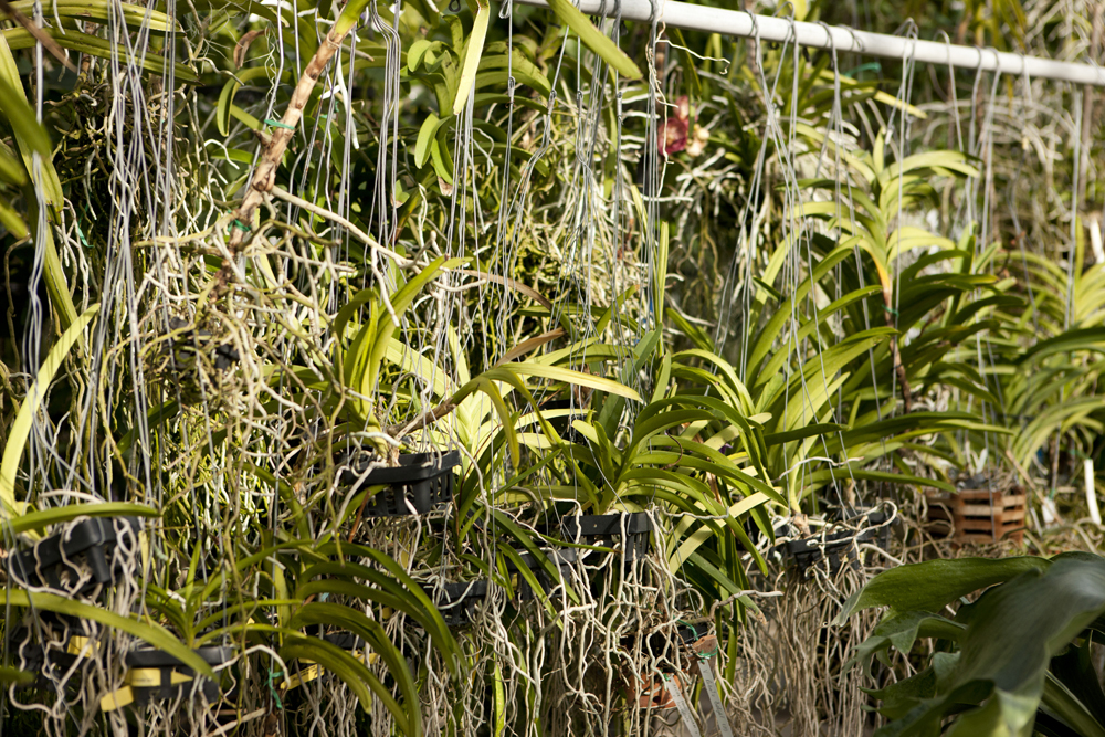 Dozens of epiphytic orchids hang in the Nolen Greenhouses for Living Collections.