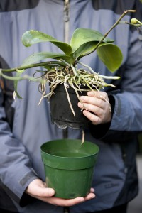 Orchid care