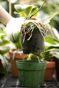 Velamen-covered roots spill from an orchid's pot.