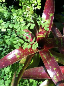 Neoregelia 'Guacamole' and Delta Maidenhair Fern