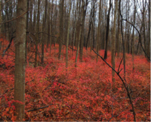 Invasive Japanese barberry (Berberis thunbergii) outcompetes native understory and prevents forest regeneration in New York State (NYS DEC, 2015). 