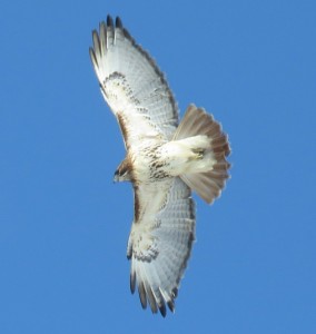Red-tailed Hawk (Photo by Patricia Gonzalez)