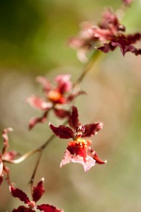 Oncidium Sharry Baby 'Sweet Fragrance' orchid