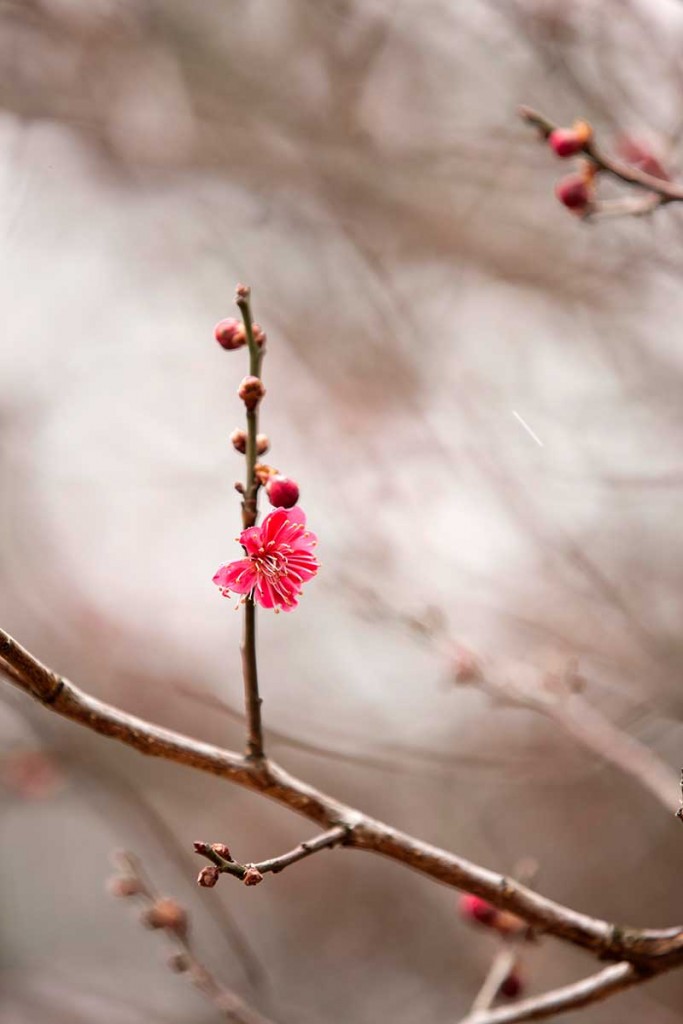 Prunus mume Archives - Plant Talk