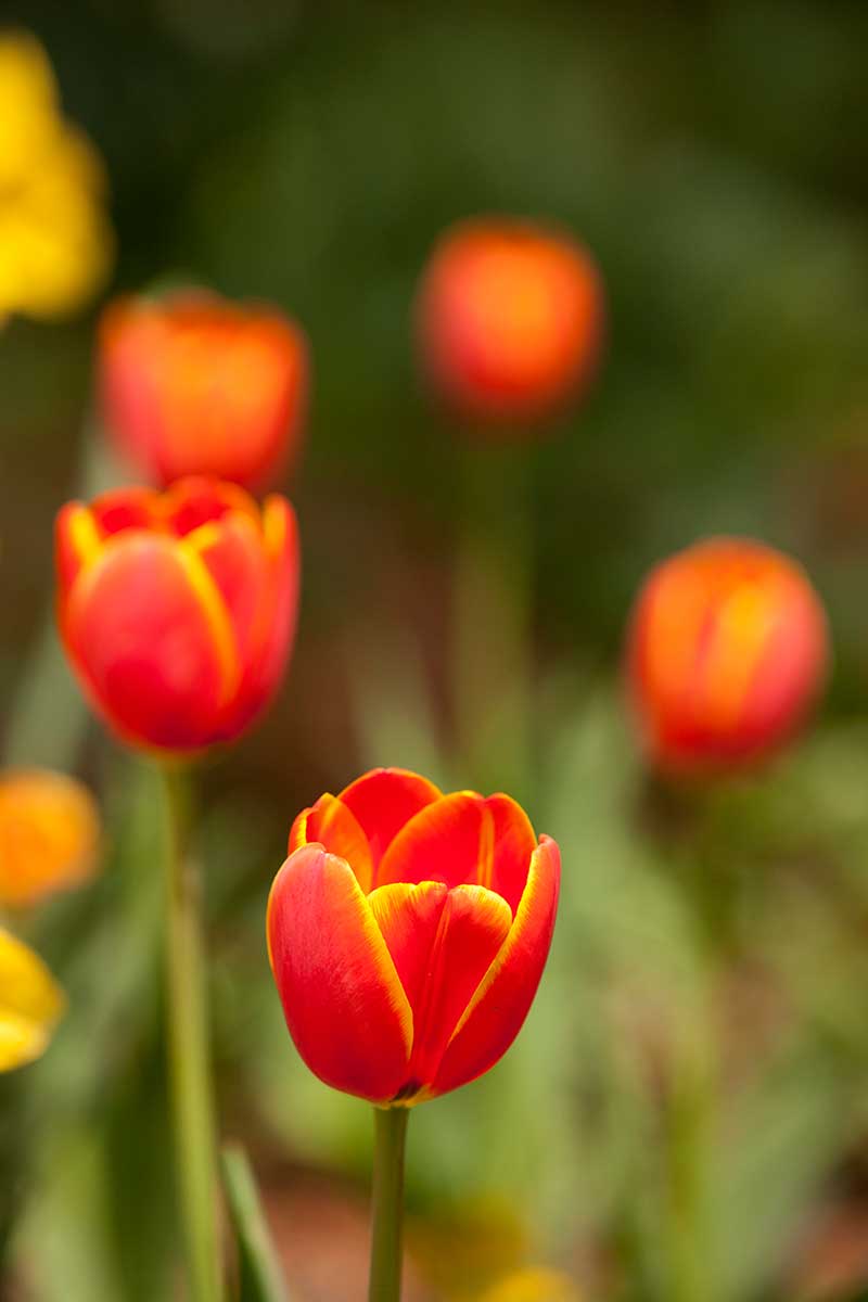 Tulipa-'World's-Favorite' Darwin hybrid tulip