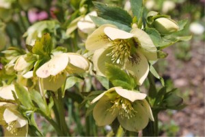 Hellebores in the Azalea Garden