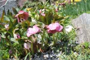 Hellebores in the Rock Garden