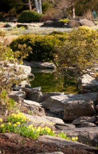 The Rock Garden in early spring