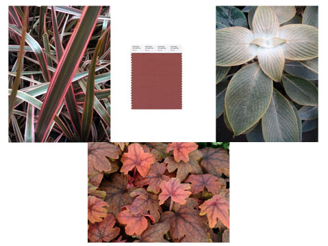 Marsala Heucherella ‘Sweet Tea’, Phormium ‘Rainbow Queen’ and Strobilanthes gossypinus