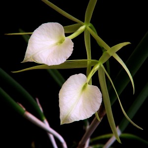 Brassavola nodosa orchid