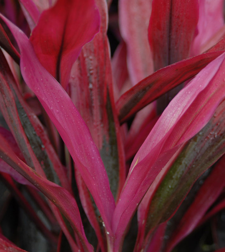 Cordyline fruticosa Hot pepper plant