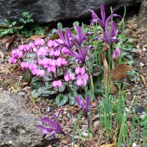 Cyclamen coum and Iris 'Pauline'