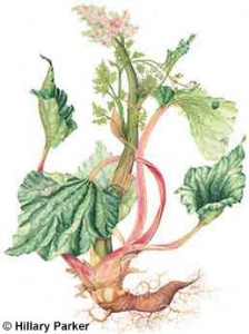 Rheum raponticum Rhubarb Hillary Parker