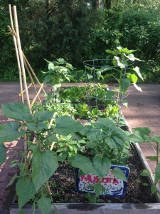 Children grades K–5 tend four garden plots, like this one.