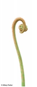 Dicksonia antarctica Woolly Fern Fiddlehead Hillary Parker