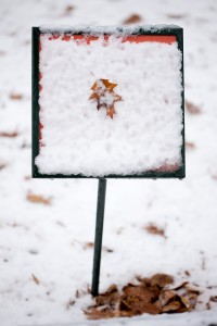 Native Plant Garden in Winter