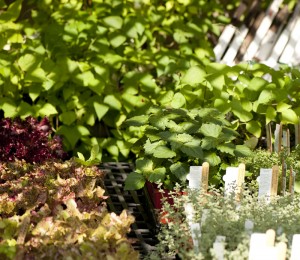 In the Ruth Rea Howell Family Garden