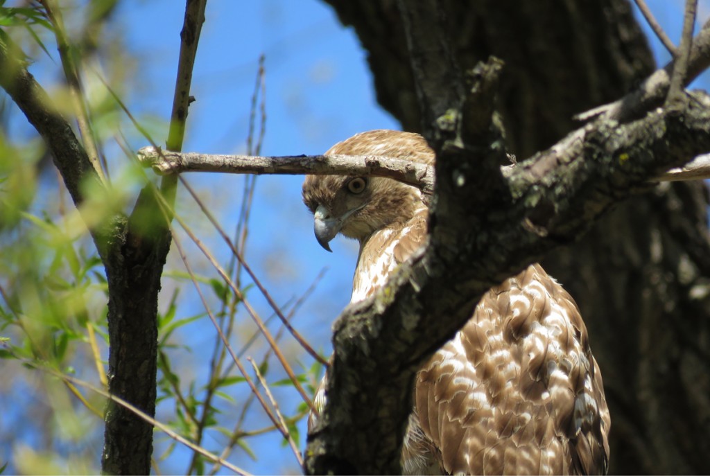 Red-tailed Hawk