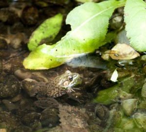 ECAG Frog Pond