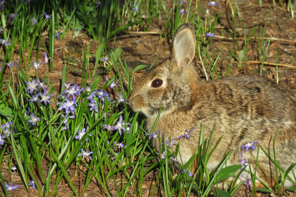 Rabbit