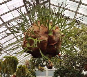 Staghorn fern