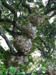 Staghorn ferns in the wild