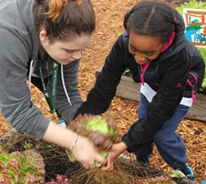 Harvesting lettuce