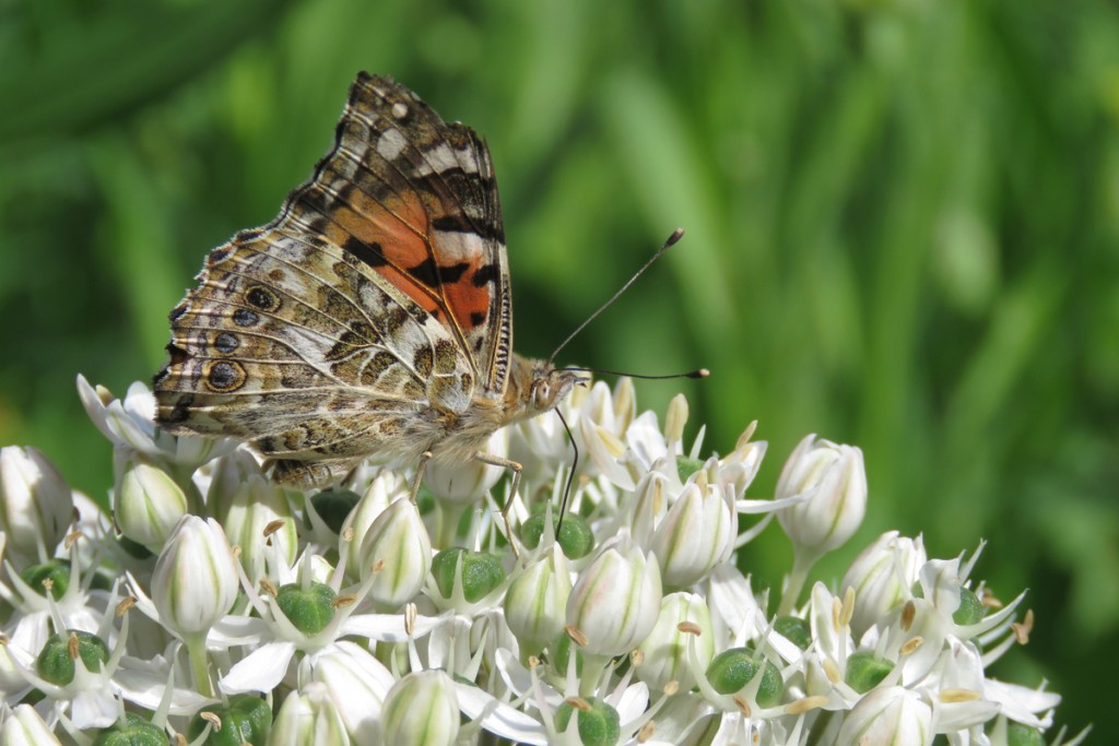 Red admiral butterfly