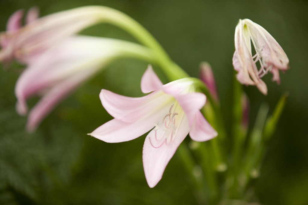 Crinum 'Mexican Pink'