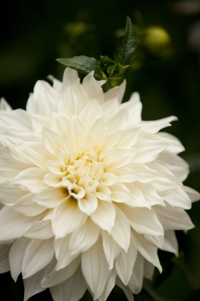 Dahlia