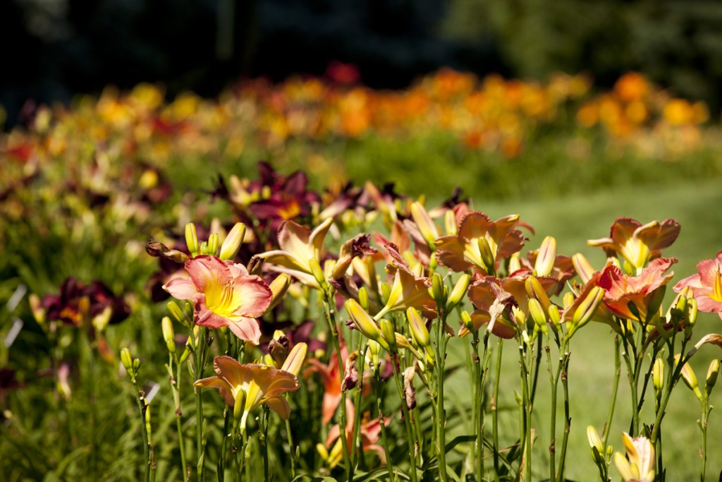 Daylily Walk