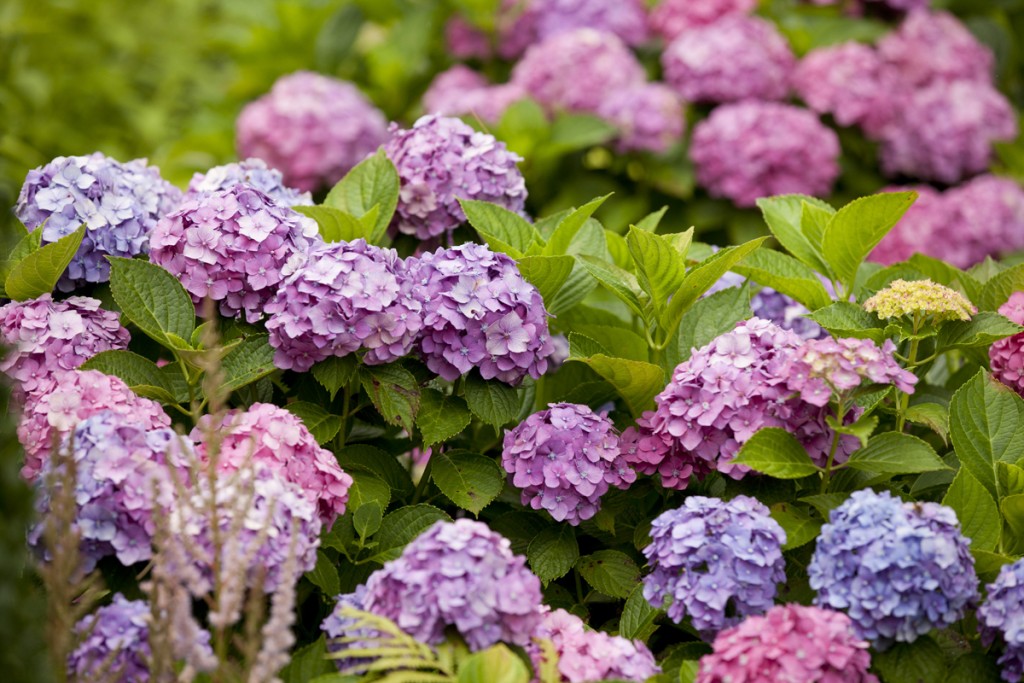 hydrangeas