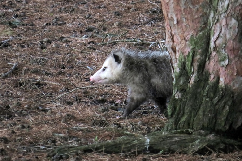 Opossum