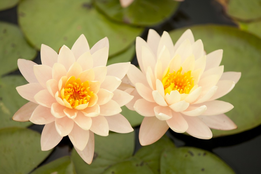 Nymphaea 'Clyde Ikins'