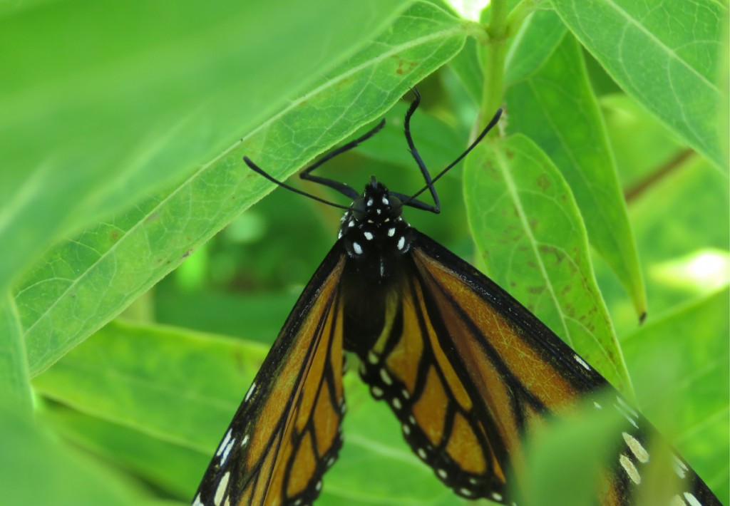 PG-monarch