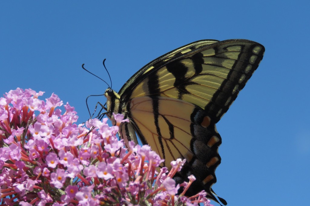 Eastern swallowtail