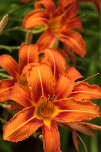 Hemerocallis fulva