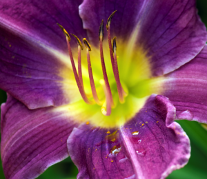 Hemerocallis 'Prairie Blue Eyes'