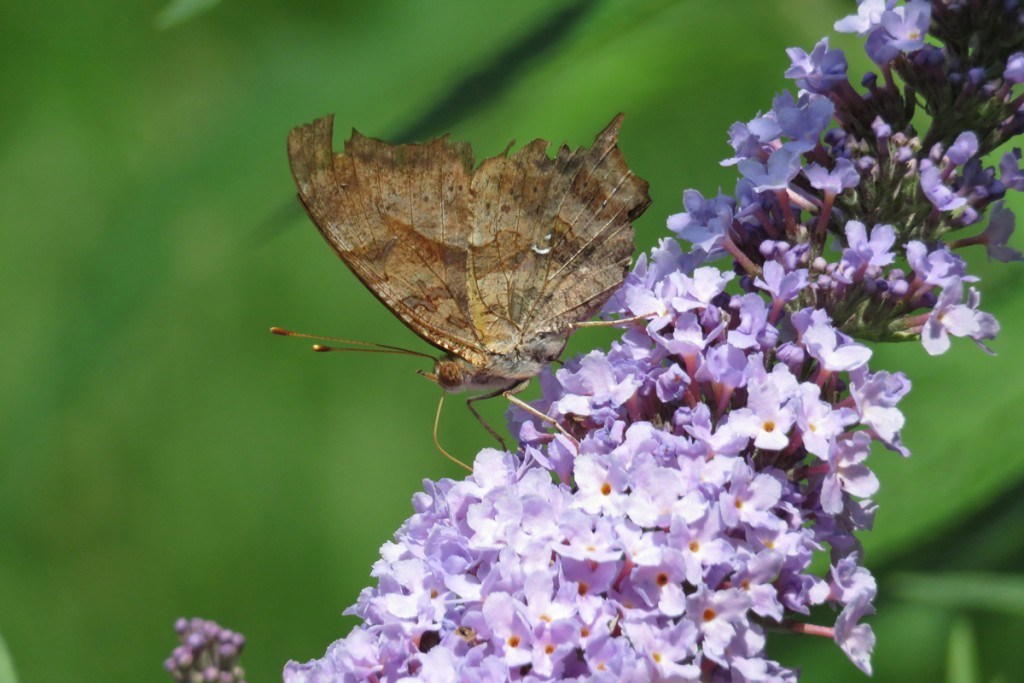 Comma butterfly