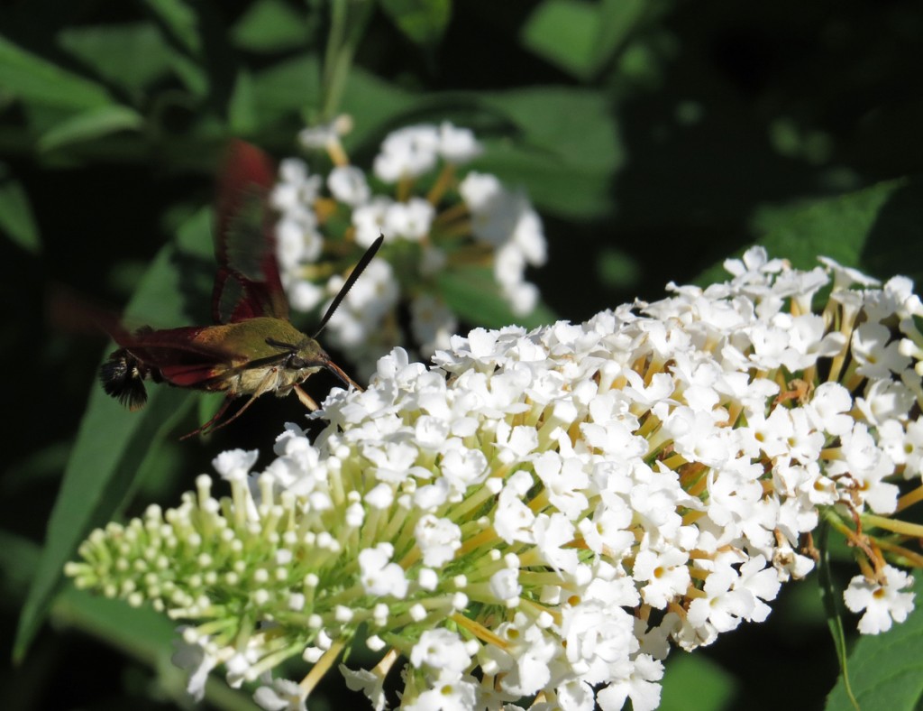 Hummingbird clearwing moth