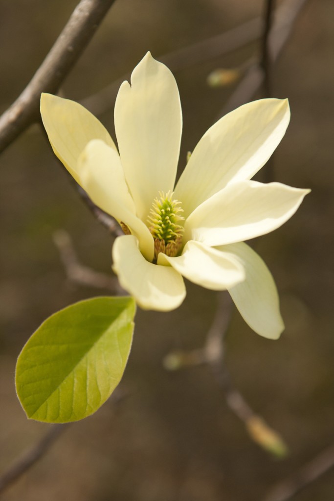 Magnolia 'Butterflies'