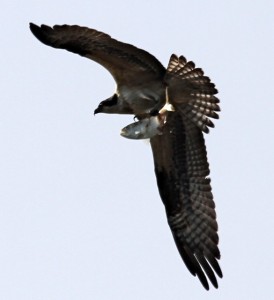 An Osprey makes off with lunch