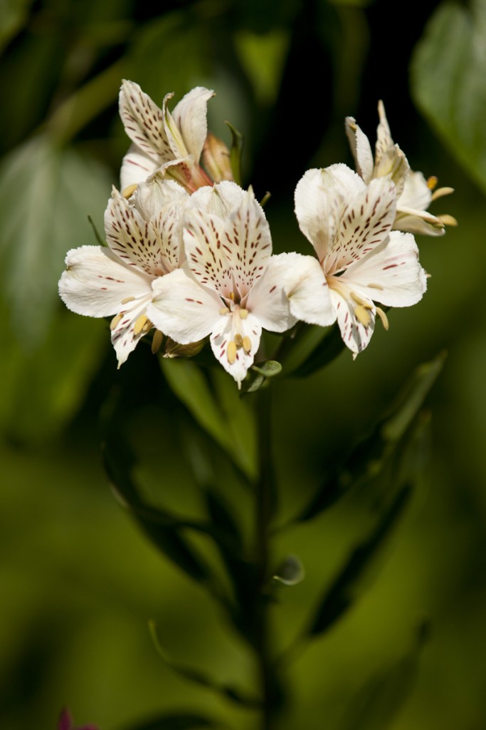 Alstroemeria 'Casablanca'