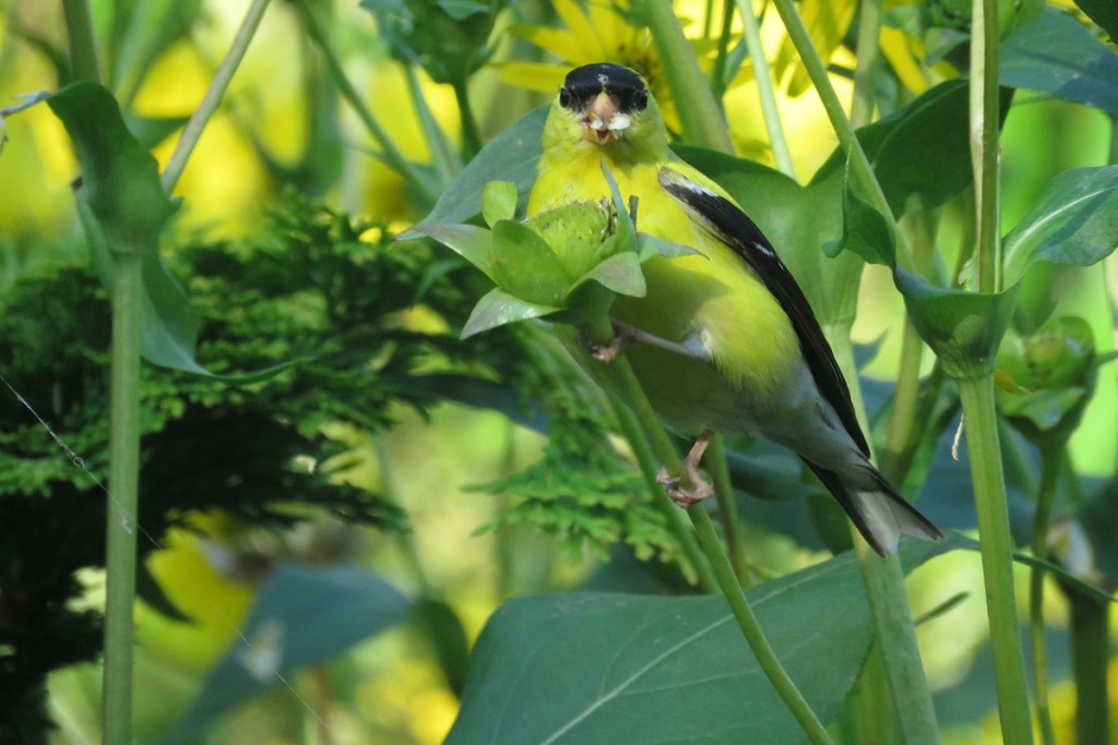 American goldfinch