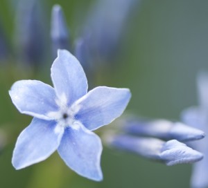 Amsonia 'Blue Ice'